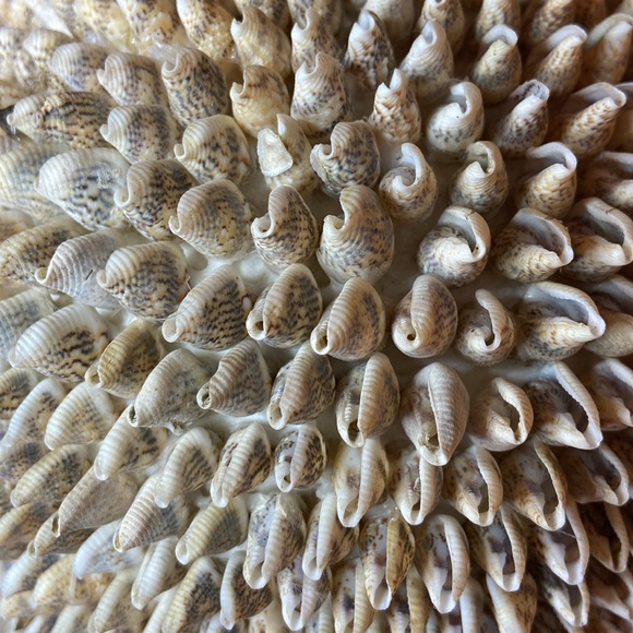 Beautiful decorative 7” ball made of small shells. Perfect accent for any shelf! - Picture 4 of 4